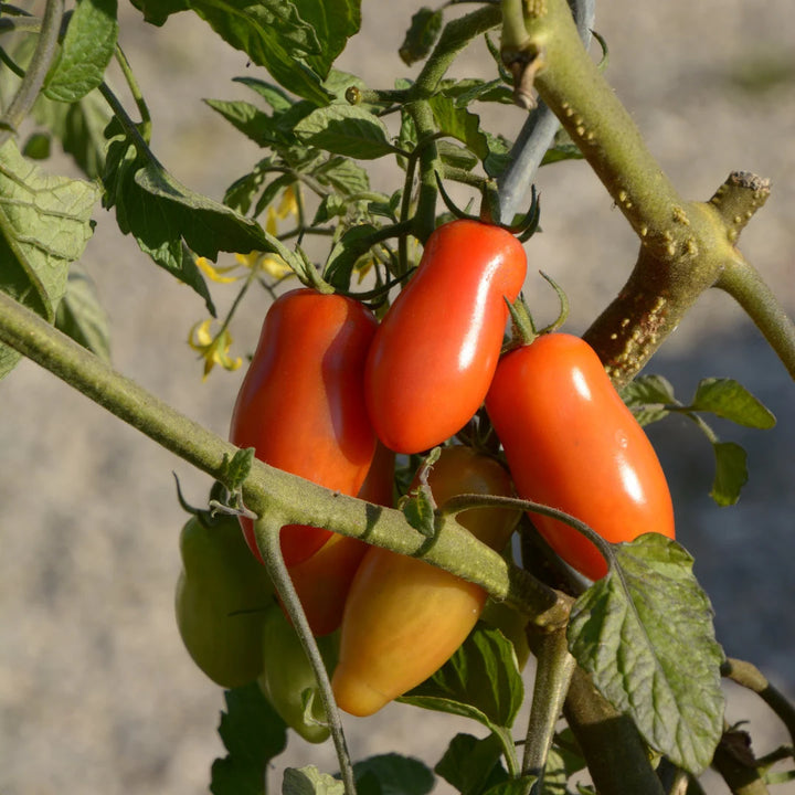 Roma Tomato VF