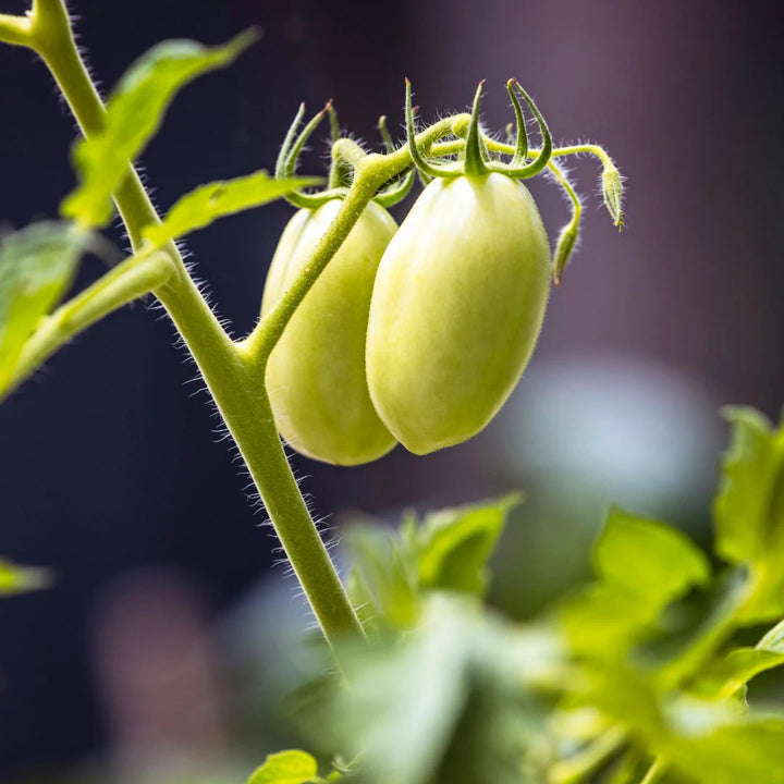 Roma Tomato VF