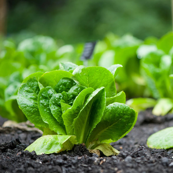 Romaine Lettuce