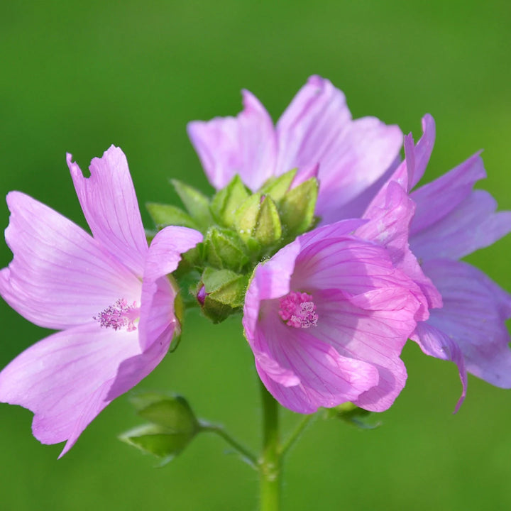 Rose Mallow Lavatera