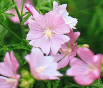 Rose Mallow Lavatera