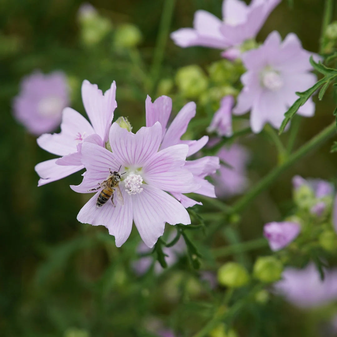 Rose Mallow Lavatera