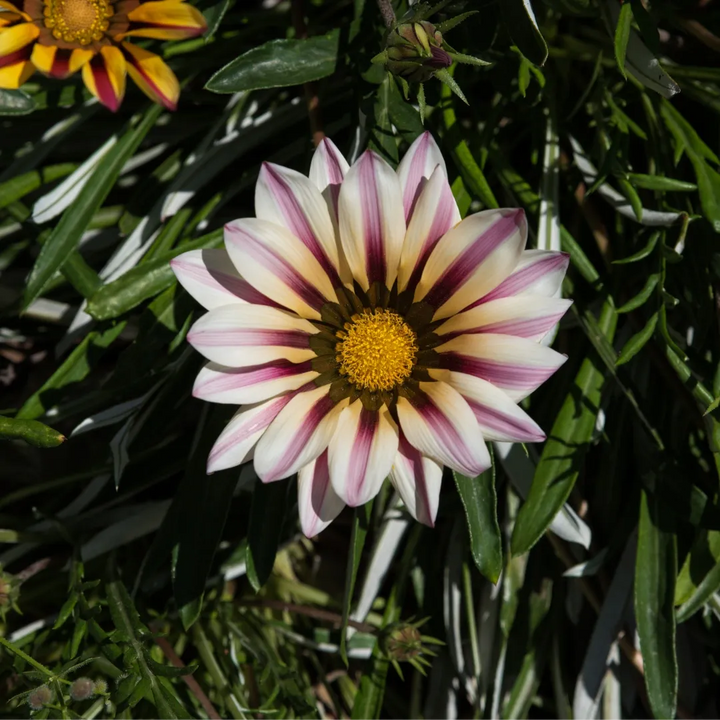 New Day Rose Stripes Gazania