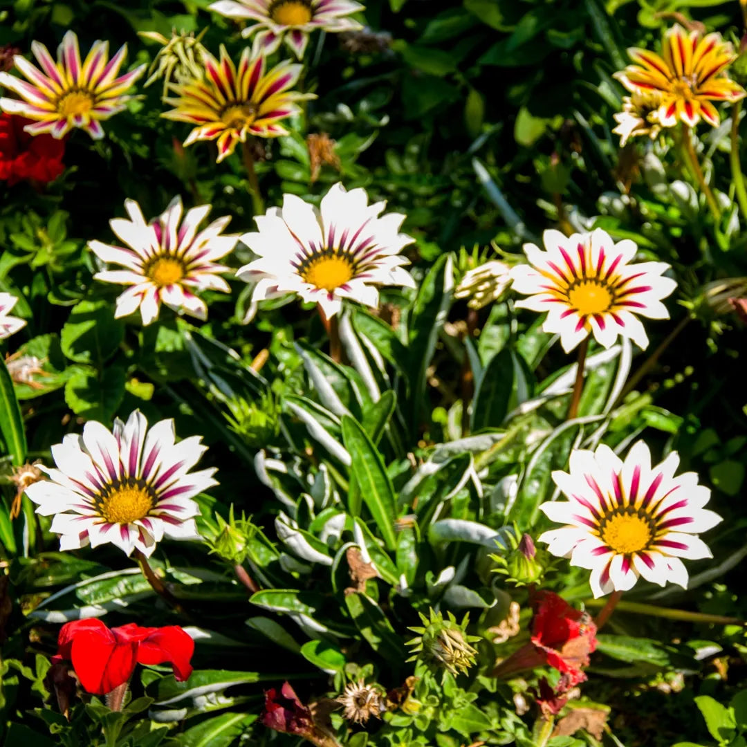 New Day Rose Stripes Gazania