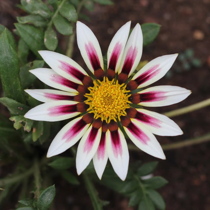 New Day Rose Stripes Gazania