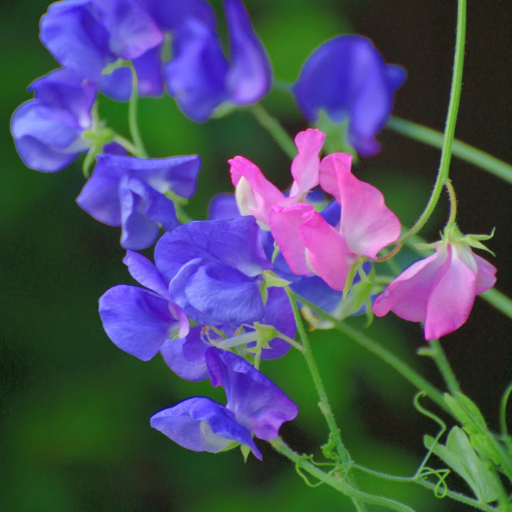 Royal Blue Sweet Pea