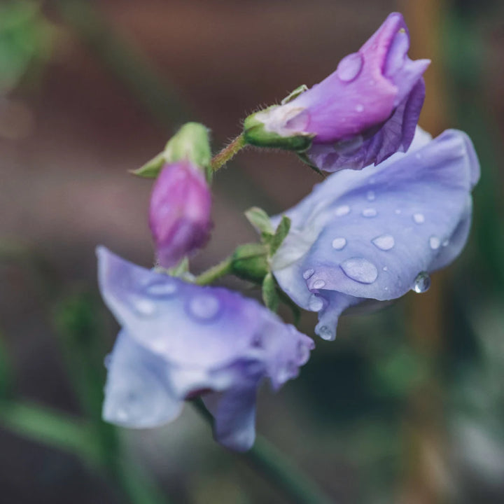 Royal Blue Sweet Pea