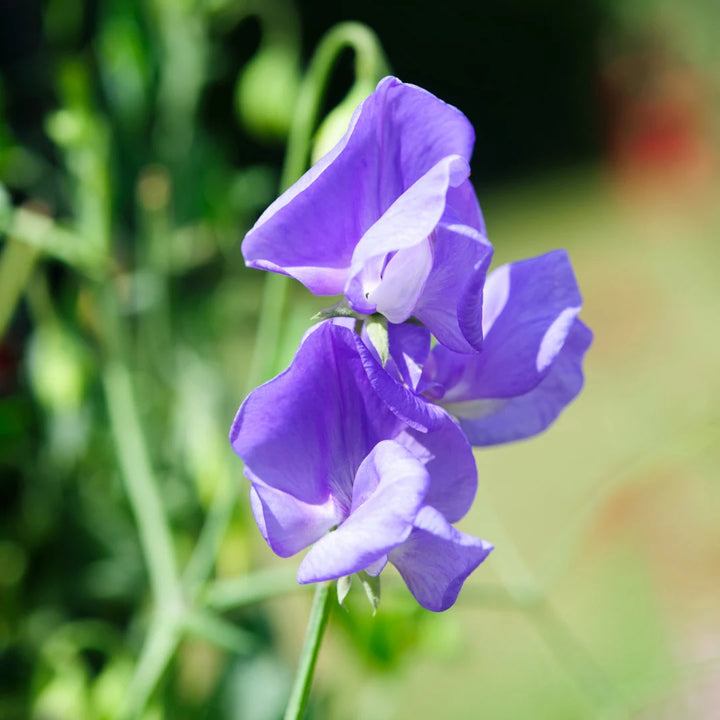 Royal Blue Sweet Pea