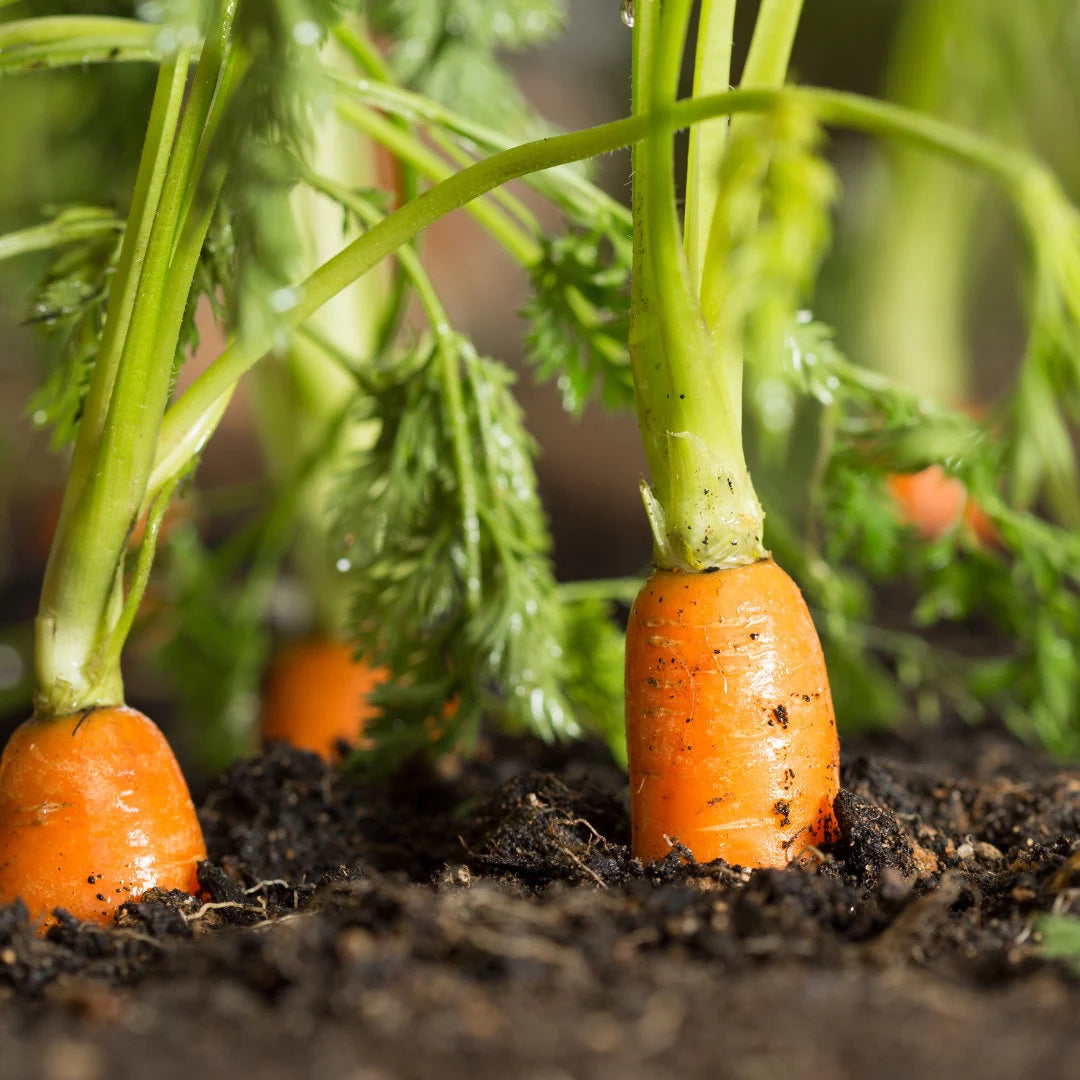 Royal Chantenay Carrot