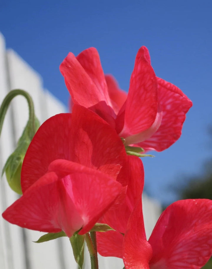 Royal Scarlet Sweet Pea