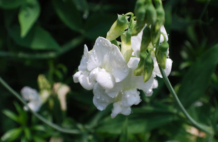 Royal White Sweet Pea