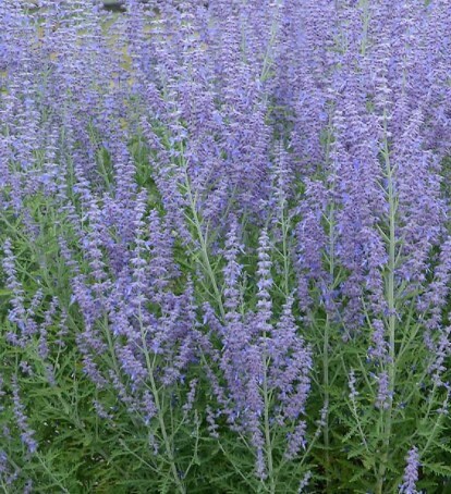 Russian Sage