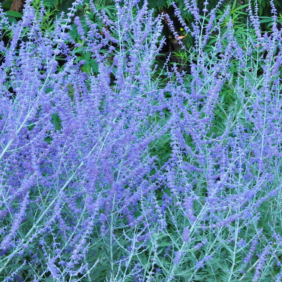 Russian Sage