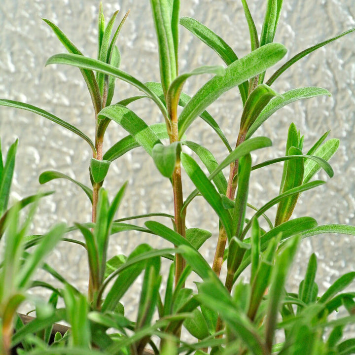 Russian Tarragon