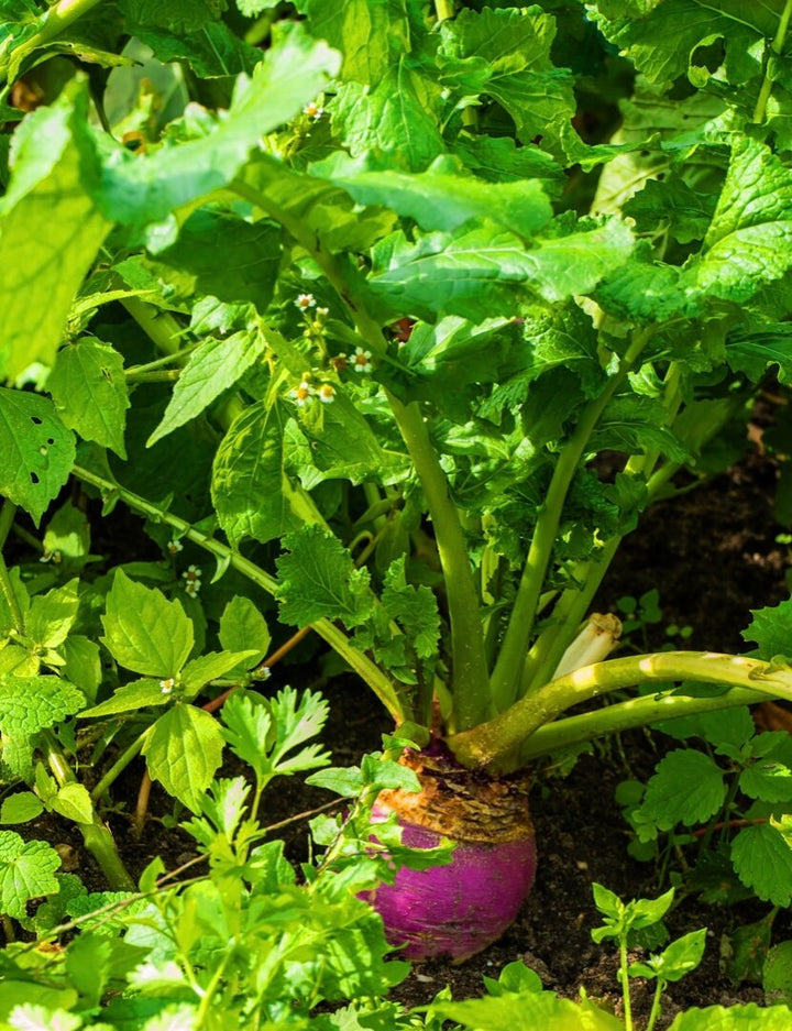 Laurentian Rutabaga