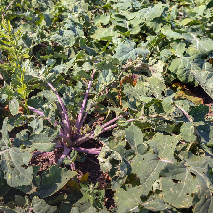 Laurentian Rutabaga