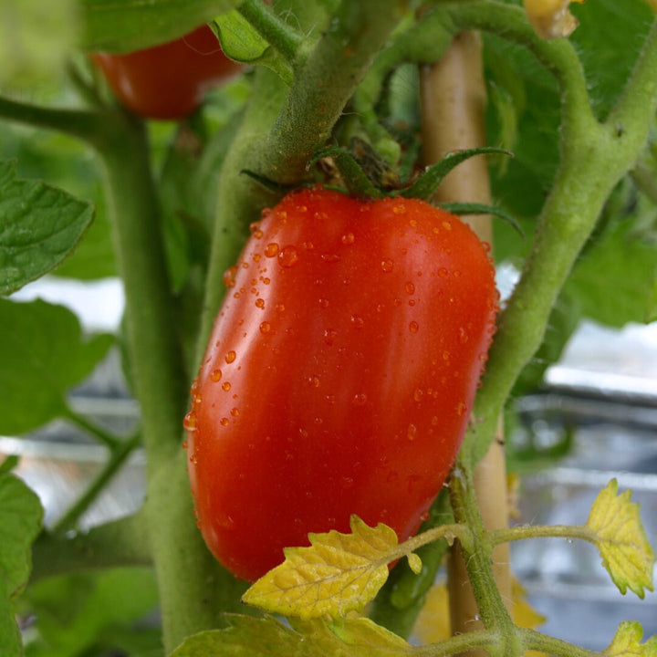 San Marzano Tomato