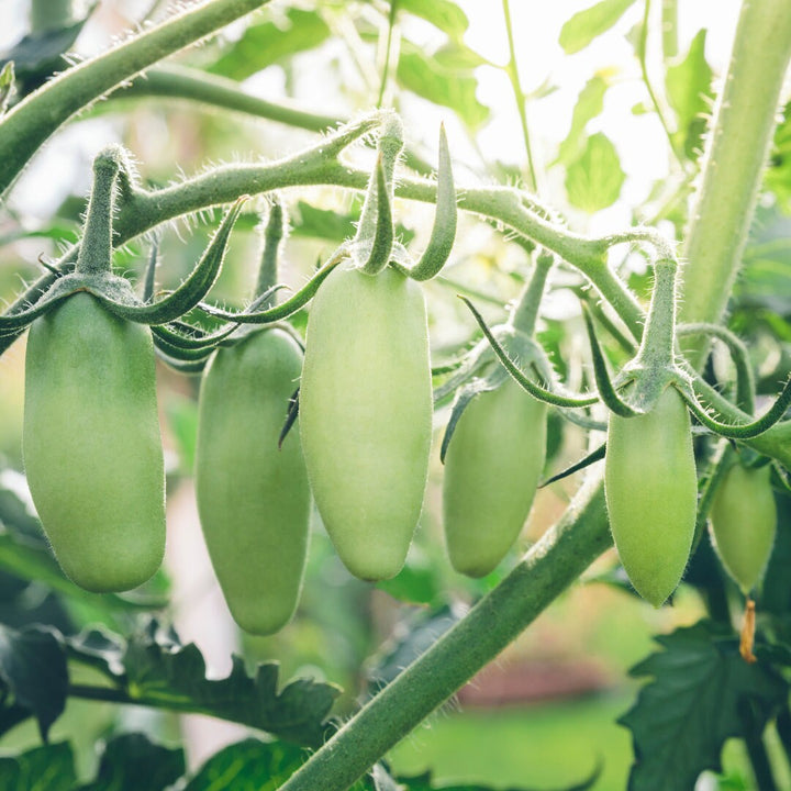 San Marzano Tomato