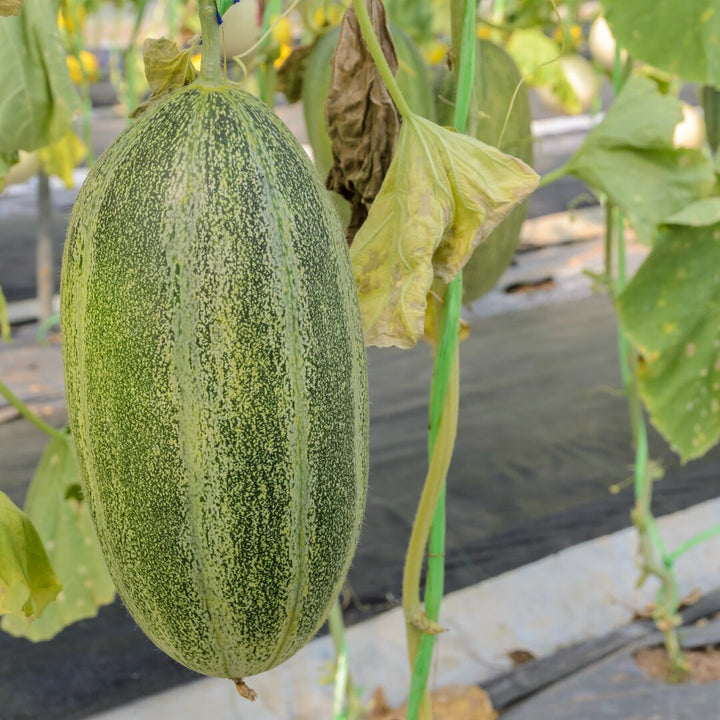 Santa Claus Melon