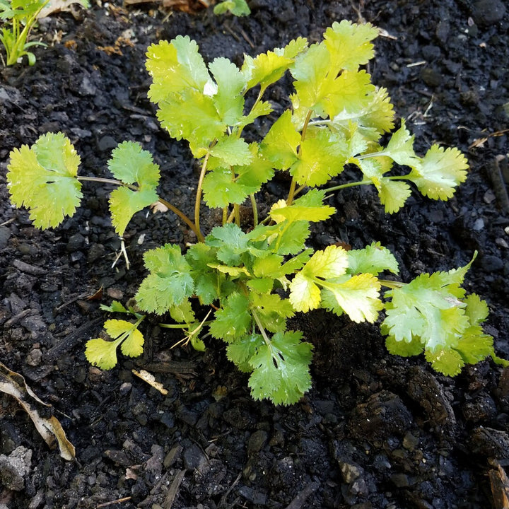 Santo Cilantro