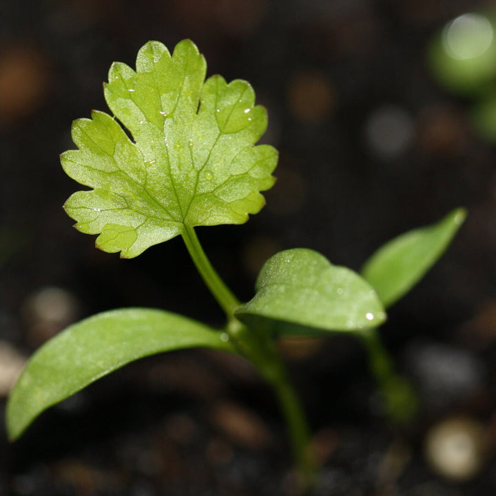 Santo Cilantro