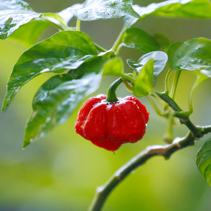 Trinidad Scorpion Pepper