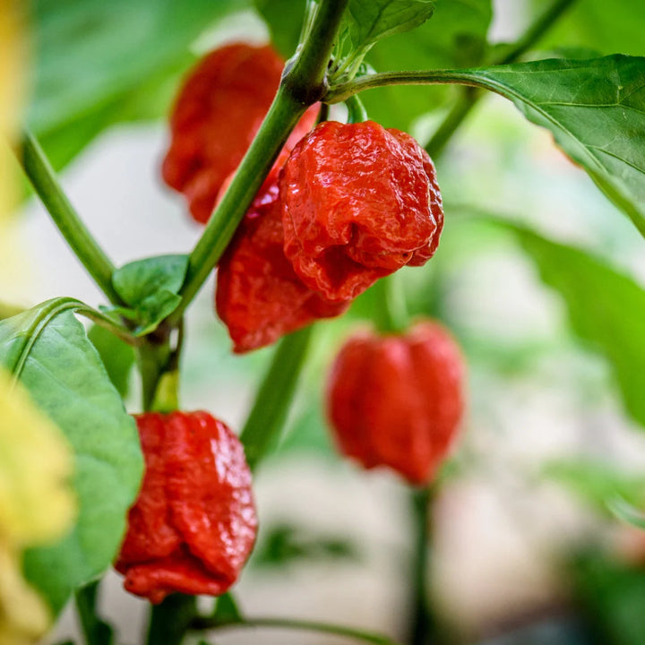 Trinidad Scorpion Pepper