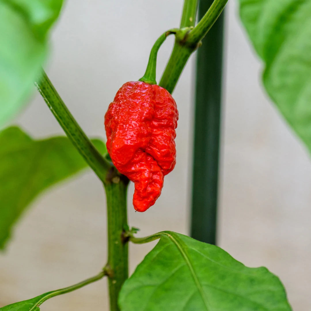 Trinidad Scorpion Pepper