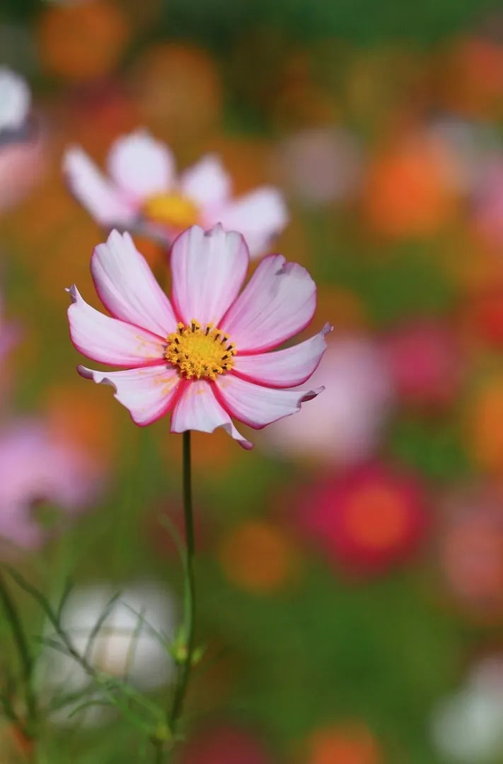 Sensation Picotee Cosmos