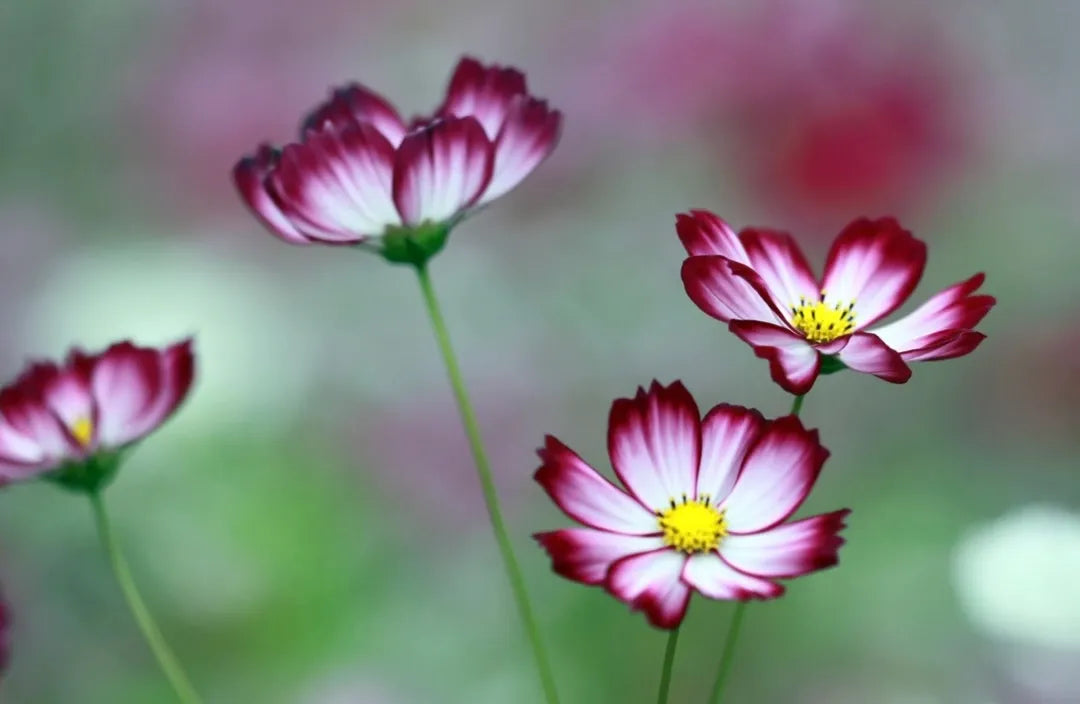 Sensation Picotee Cosmos