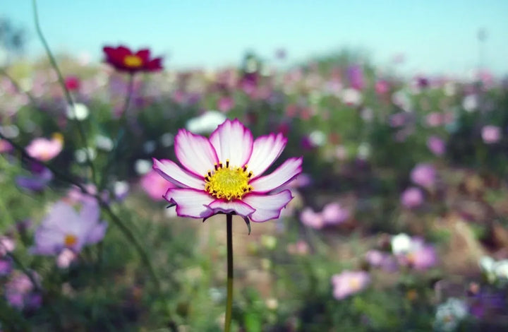 Sensation Picotee Cosmos