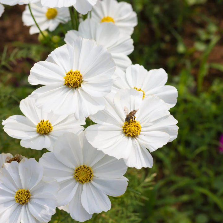 Sensation White Cosmos