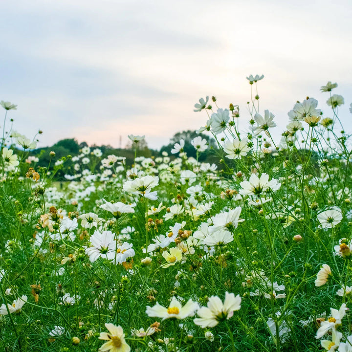 Sensation White Cosmos