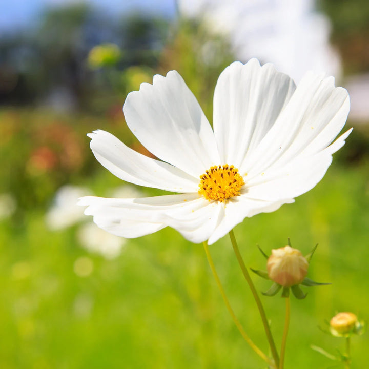 Sensation White Cosmos