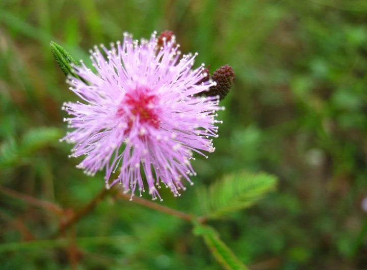 Sensitive Plant (Mimosa pudica)