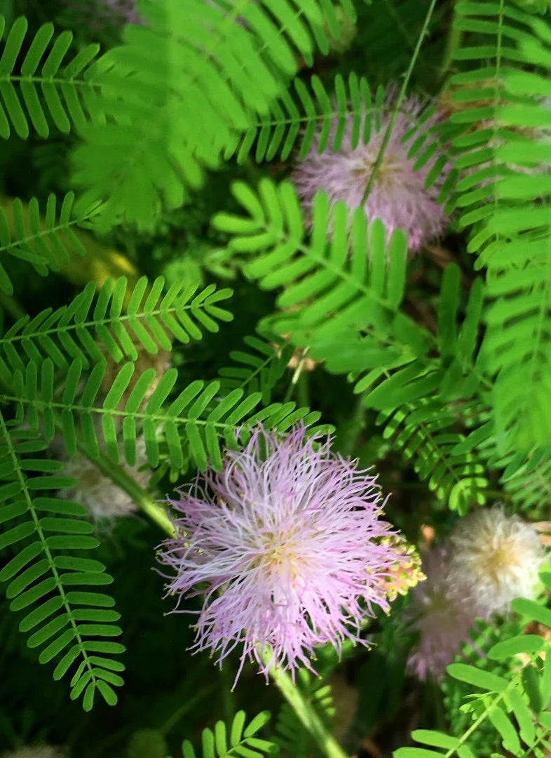 Sensitive Plant (Mimosa pudica)