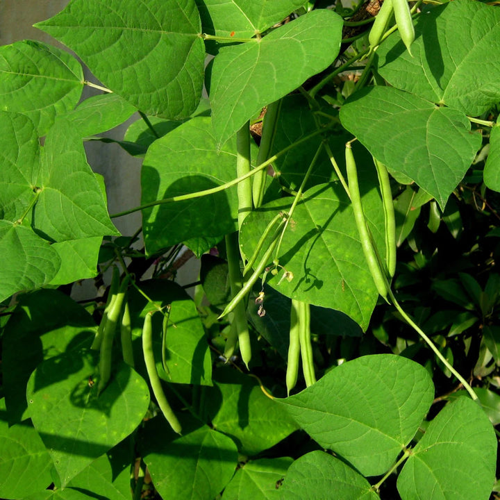 Seychelles Pole Bean