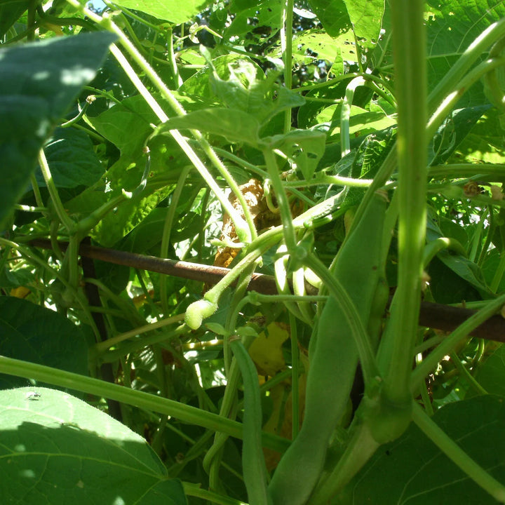 Seychelles Pole Bean