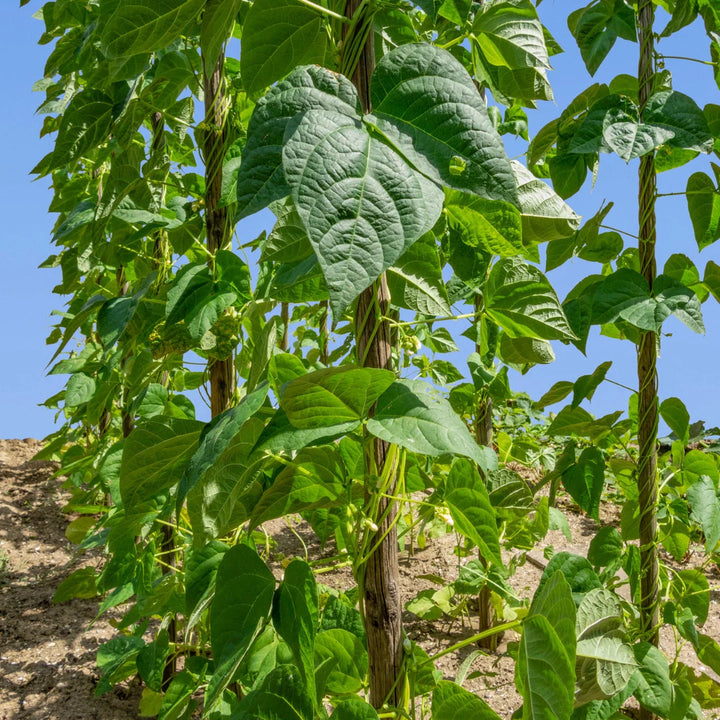 Seychelles Pole Bean