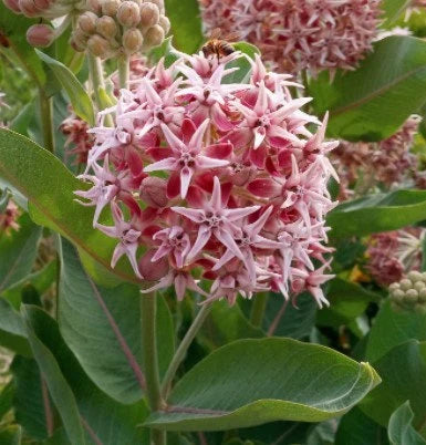 Showy Milkweed