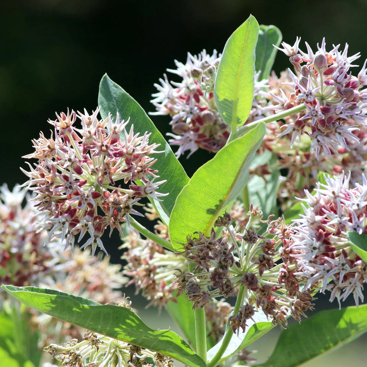 Showy Milkweed