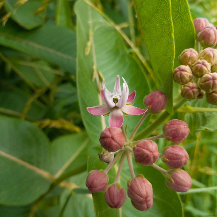 Showy Milkweed