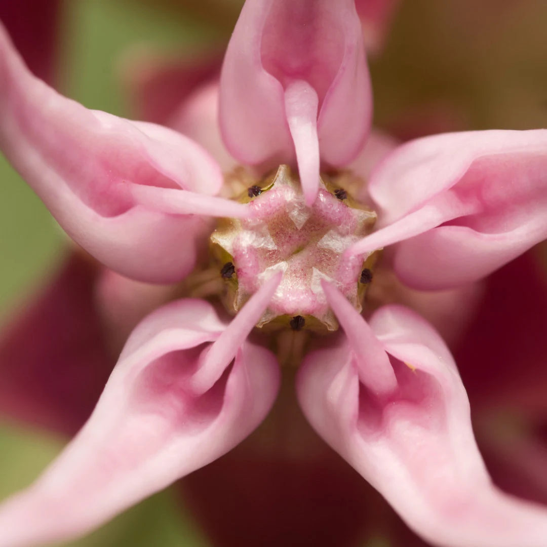 Showy Milkweed