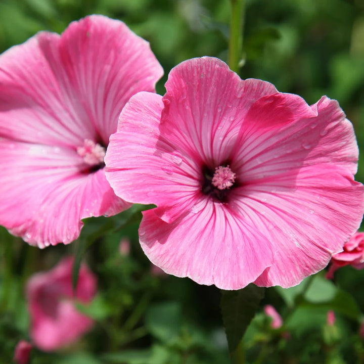 Silver Cup Lavatera