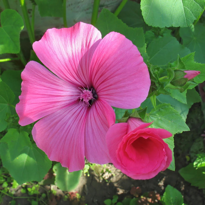 Silver Cup Lavatera