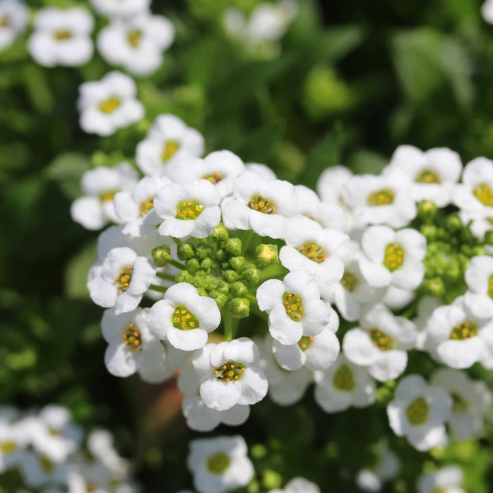 Snow Cloth Alyssum