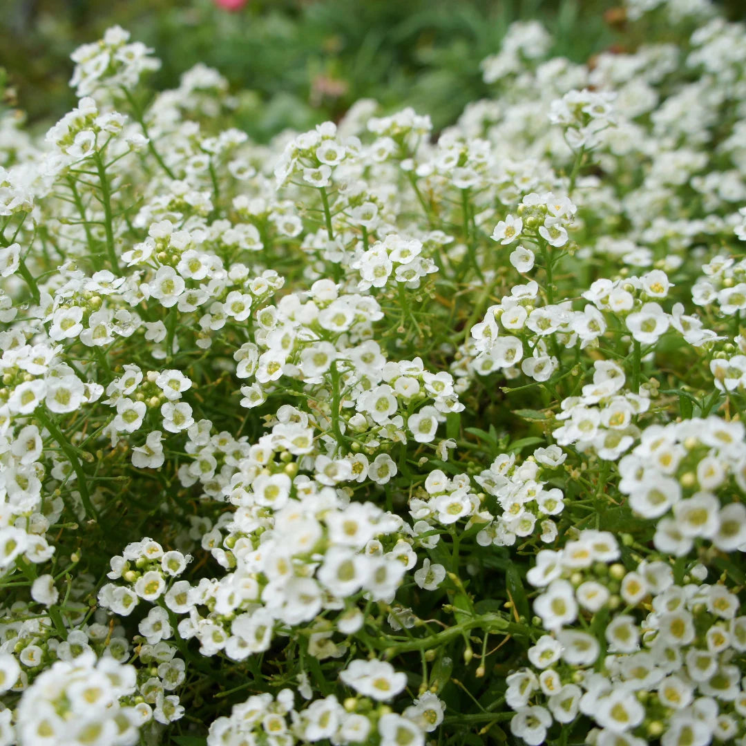 Snow Cloth Alyssum