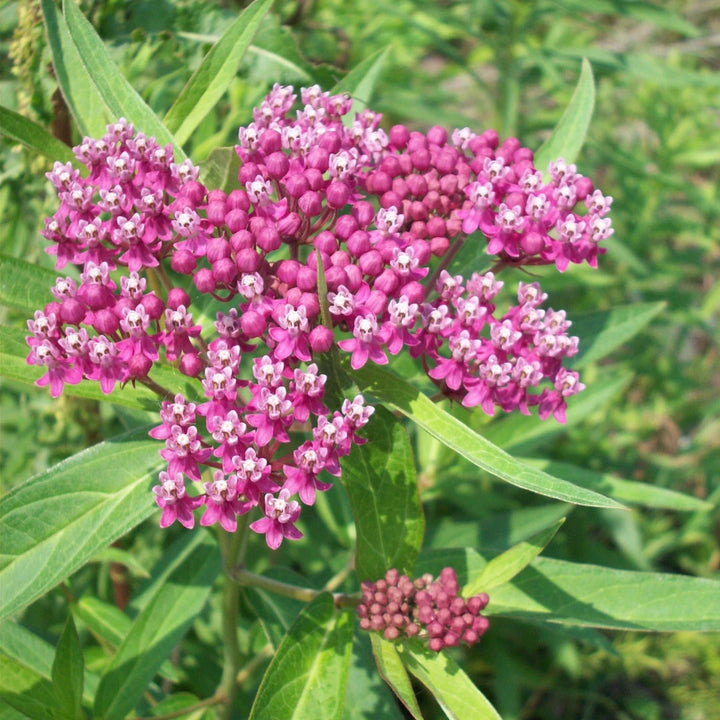 Soulmate Swamp Milkweed