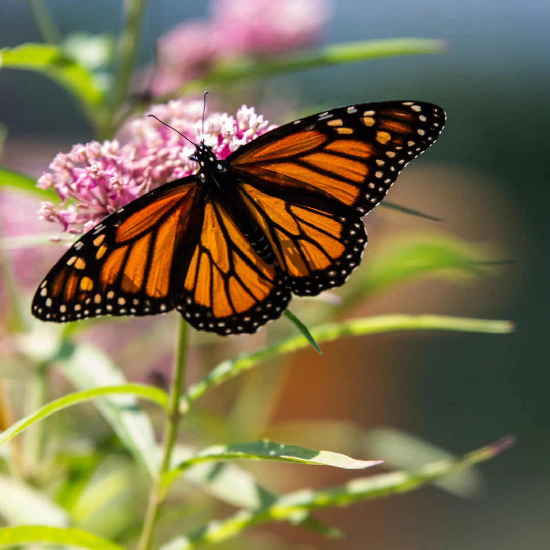 Soulmate Swamp Milkweed