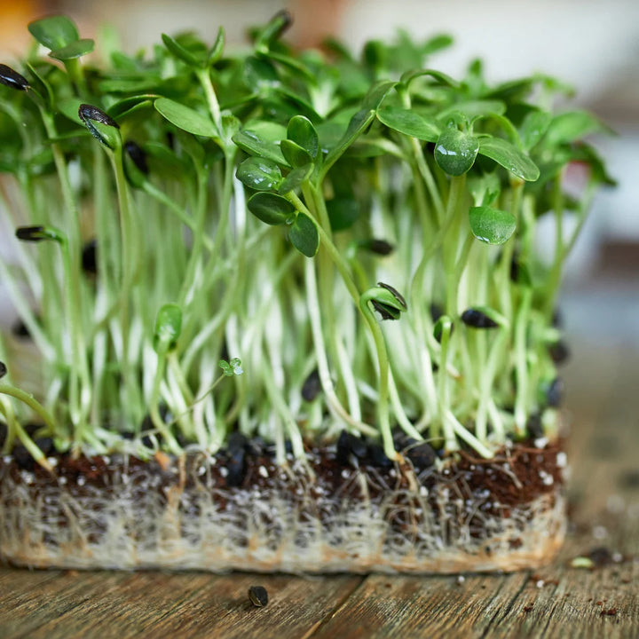 Spicy Microgreen Blend